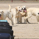 Illustration for article titled Six Cloned Labradors Enter the Korean Customs Service